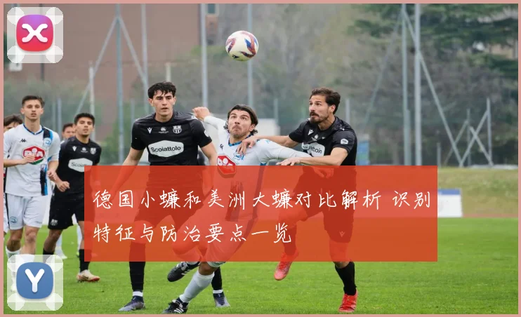 德国小蠊和美洲大蠊对比解析 识别特征与防治要点一览